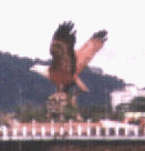 An eagle - the emblem of Langkawi, Malaysia - Taken on a staff holiday